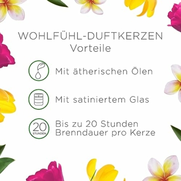 Air Wick Wohlfühl-Duftkerze DUO im Glas – Duft: Blumenwiese – Enthält natürliche ätherische Öle – 2 x Duftkerzenset in Braun - 3