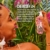 Sol de Janeiro Cheirosa '68 Hair & Body Fragrance Mist 240 ml - 7